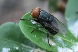 Billions of Flies to Be Bred in U.S. Battle Against Devastating Crop Pest