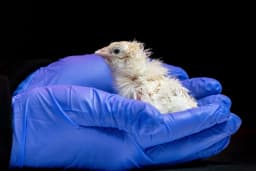 De-Extinction Startup Hatches Live Chicks From Artificial Eggshell