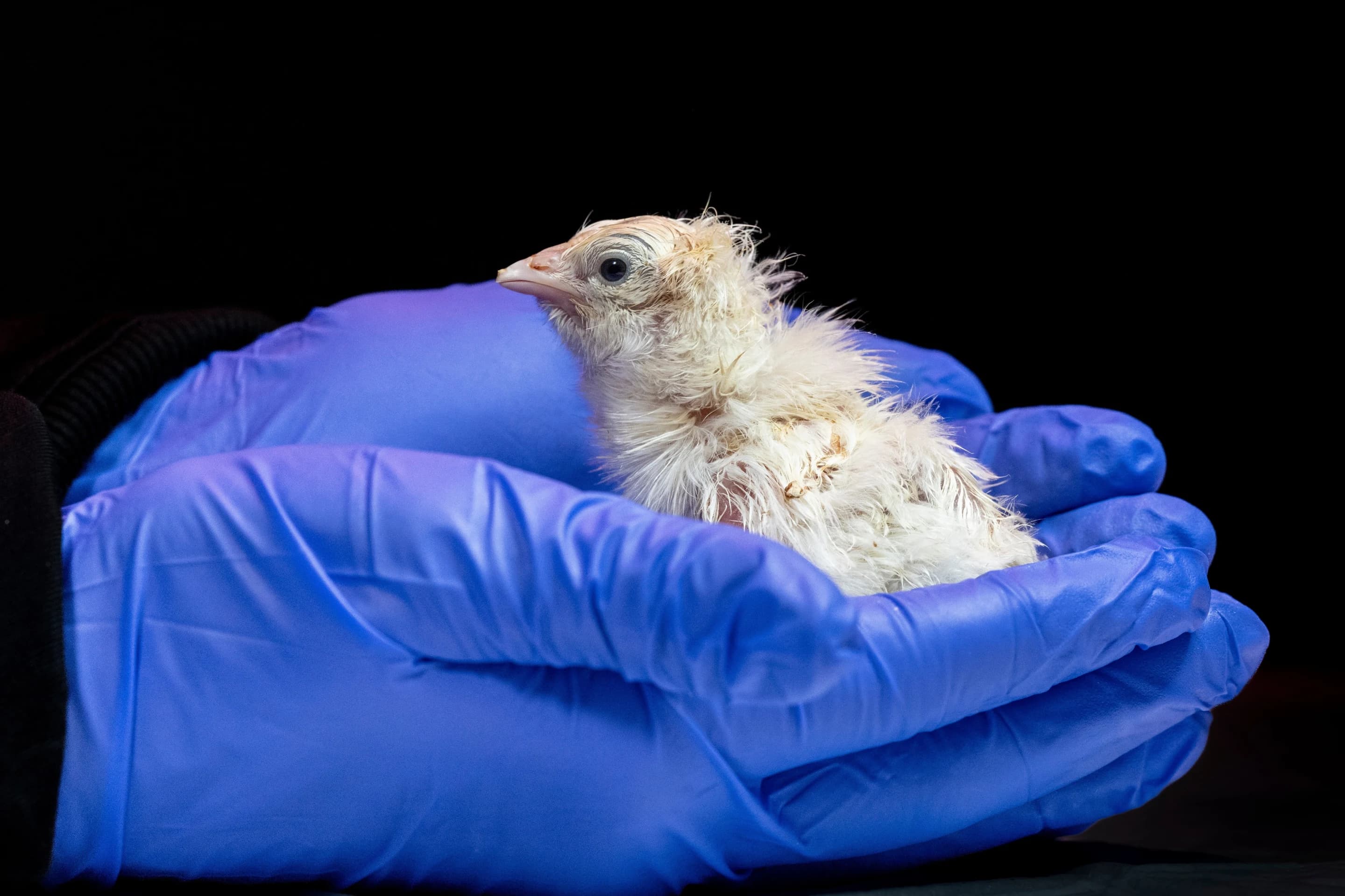 De-Extinction Startup Hatches Live Chicks From Artificial Eggshell