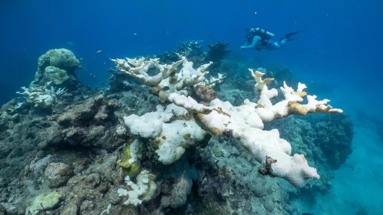 Florida Scientists Rescue Endangered Coral From Ocean Heat